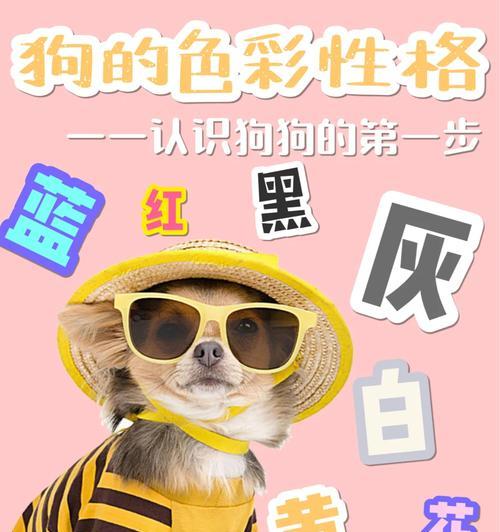 狗的忌讳之色——解析狗对某些颜色的厌恶（狗对什么颜色最忌讳？为什么？）