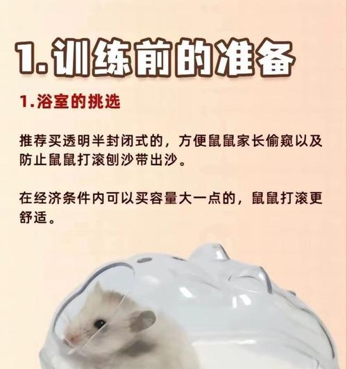 如何教会仓鼠一些基本技巧和知识（打造快乐健康的仓鼠宠物生活）
