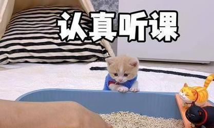 猫为什么喜欢在猫砂里打滚？（揭秘猫咪在猫砂中行为的奥秘）
