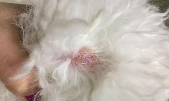狗狗腿上起包的原因及处理方法（探究狗狗腿上包包的成因，以及如何正确处理）