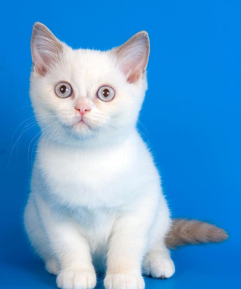 猫咪的神奇之眼——蓝色瞳孔的秘密（探索猫咪眼中的世界，揭开蓝色瞳孔的奥秘）