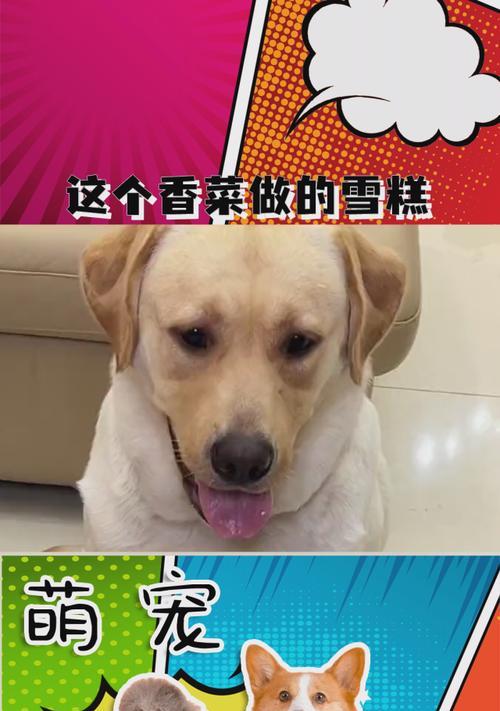 狗不能吃冰淇淋的原因（了解为何狗狗不能享用这种冷冻美食）