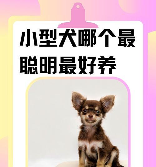 贵宾犬（揭秘贵宾犬聪明的原因和特点）