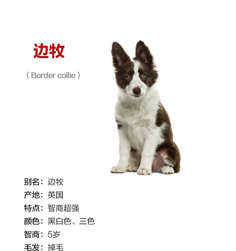 边牧公狗不交配的不良影响（为什么边牧公狗需要交配？）