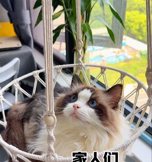 猫咪的最爱——舒适温馨的猫窝（以什么样的猫窝能够让猫咪感到最喜欢？）