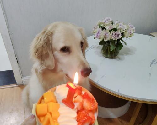 如何科学合理地喂养1岁金毛犬（养成健康饮食习惯，让你的金毛更加强壮活泼）