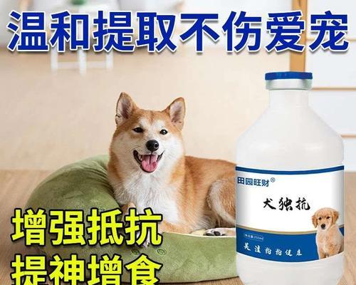 宠物狗咳嗽流鼻涕怎么办（针对一岁狗狗咳嗽流鼻涕的治疗方法和药物推荐）