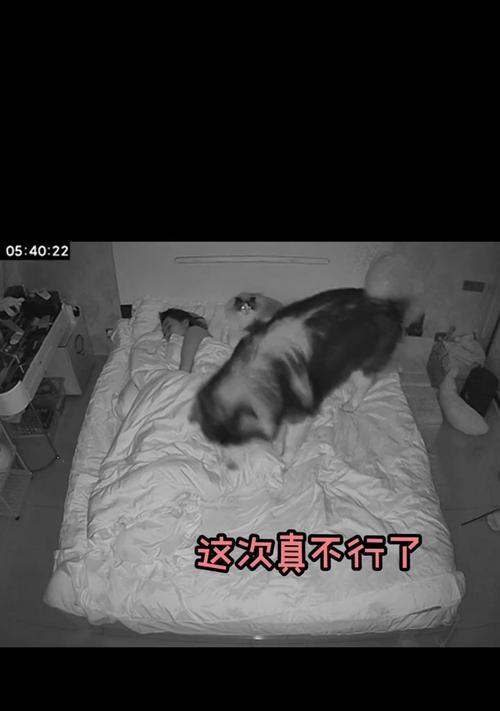 狗狗为什么会突然拉肚子？（探究狗狗拉肚子的原因及处理方法）