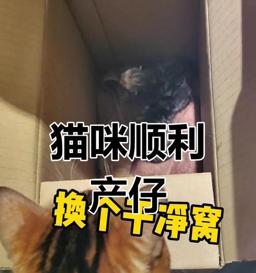 猫咪临产前的准备（为宝宝到来做好准备，家庭的小幸福）