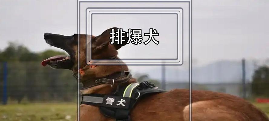狗能看见灵魂的原因解析（探索狗的特殊感知能力和心灵连接）
