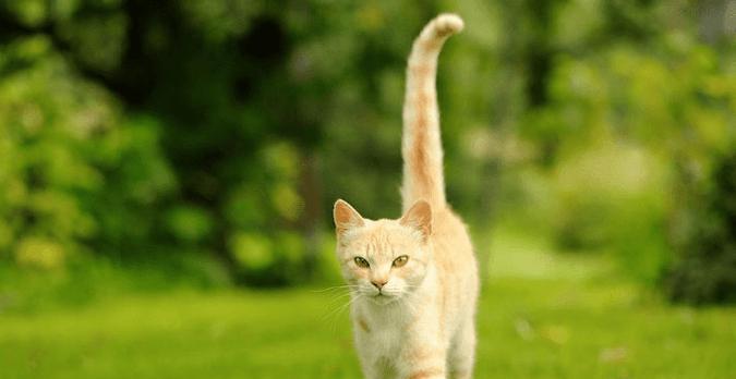 猫的尾巴之谜（揭开猫咪尾巴的奥秘）