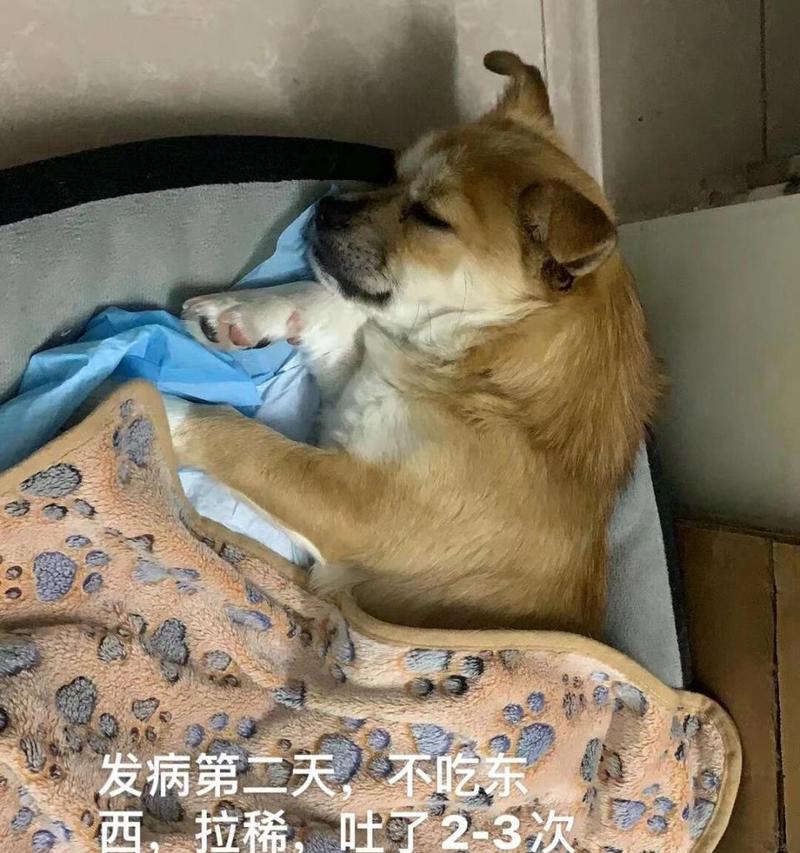 狗狗轻微细小症状（发现狗狗细小症状，如何应对保护它的健康？）
