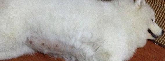 萨摩耶犬瘟（了解萨摩耶犬瘟的常见症状和有效预防方法）