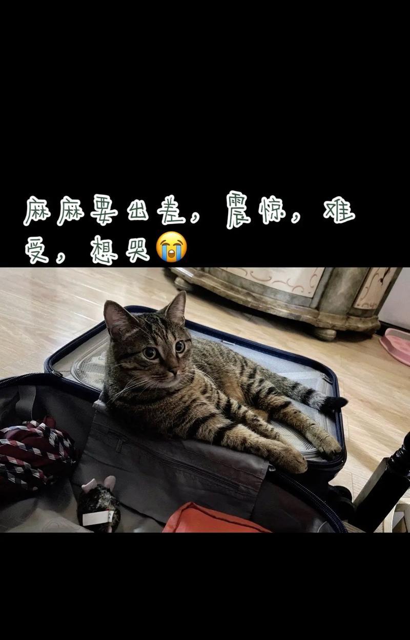 猫为什么喜欢钻箱子？（揭秘猫咪行为的背后原因）