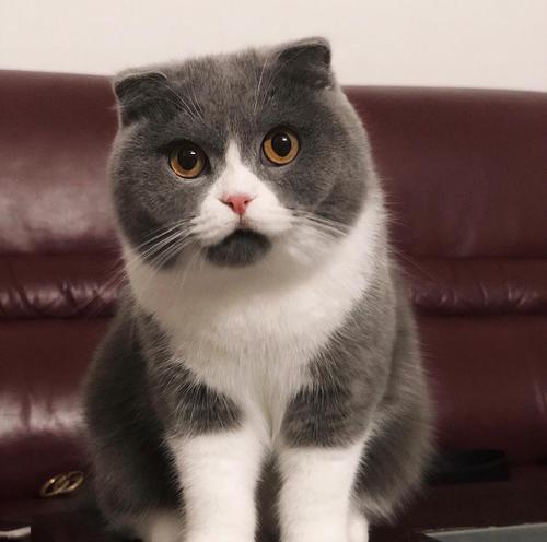 探索以脑袋大的猫品种（解密巨型猫的神奇进化之路）