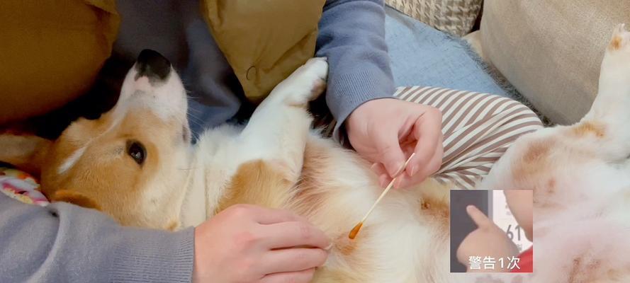 涂药给狗狗（如何正确涂药给狗狗，避免不必要的麻烦与伤害）