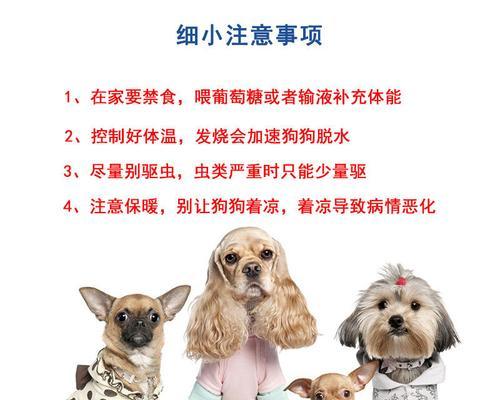 狗的抗体增强食物及方法（以饮食改善狗的免疫力，提高抗体水平）
