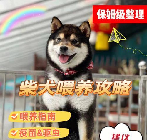 成犬年度疫苗接种（探究成犬每年需要接种的重要疫苗及其作用）