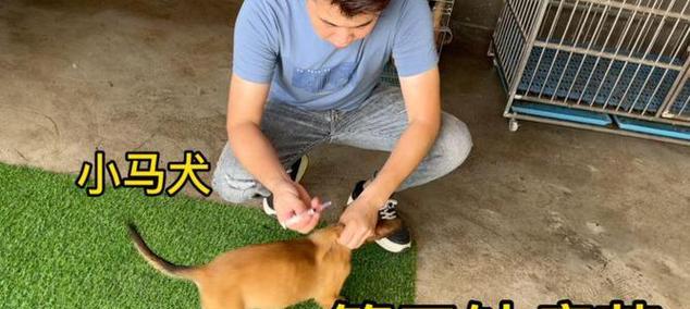 狗狗两岁时需要打哪些预防针？（了解狗狗两岁时的重要预防针，保护它们的健康）