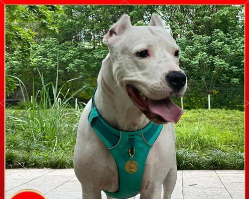 杜高犬的狩猎领域探秘（解密杜高犬的狩猎天赋及其范围内的猎物种类）