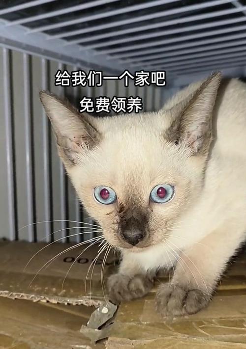 现在猫为何掉价？（探究导致猫价格下降的原因及其影响）