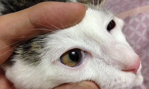 猫眼发红的原因解析（揭秘猫眼眶发红的奥秘，探寻隐藏在红眼背后的健康问题与行为信号）