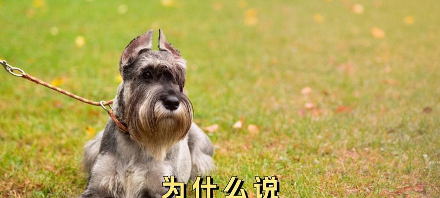 雪纳瑞为什么夜里老叫？（探究雪纳瑞夜晚叫声的原因及解决方法）