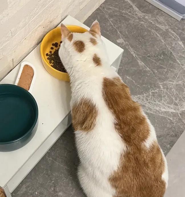 挑食猫如何改善饮食习惯（探索解决挑食猫饮食问题的有效方法）