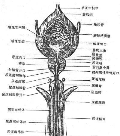 公狗尿道口有脓的原因与治疗方法（公狗尿道感染症状、危害及预防措施）