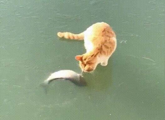 猫吃鱼的注意事项（宠物猫饮食必读）