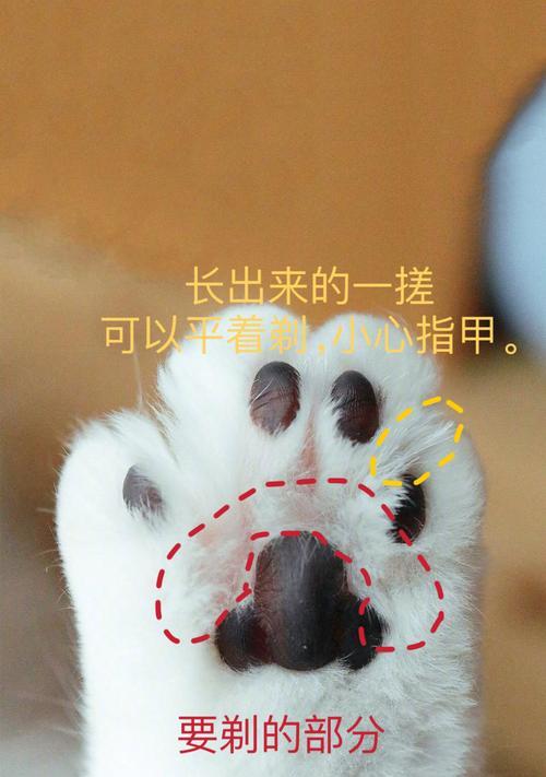 如何用适合猫藓的洗澡方法给猫咪洗澡（选择合适的洗澡产品是关键）