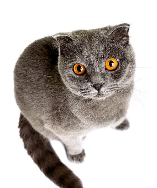 以灰猫为主题的品种特征与饲养知识（揭秘灰猫的神秘色彩，了解养护灰猫的诀窍）
