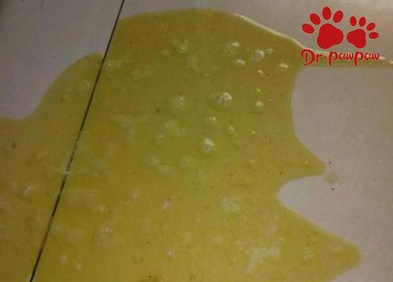 幼犬呕吐后的适宜饮食（了解幼犬呕吐症状及恢复方法）