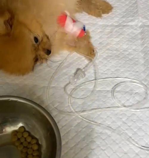 幼犬没精神的原因及应对方法（宠物幼犬健康问题分析与解决）