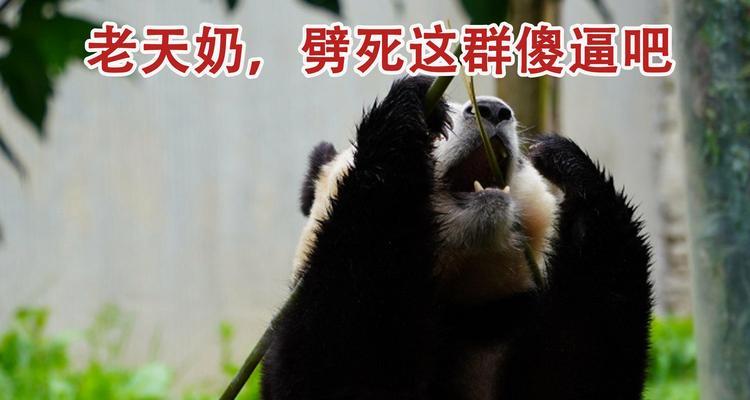 公狗狼嚎的预示（揭示动物世界中的秘密）