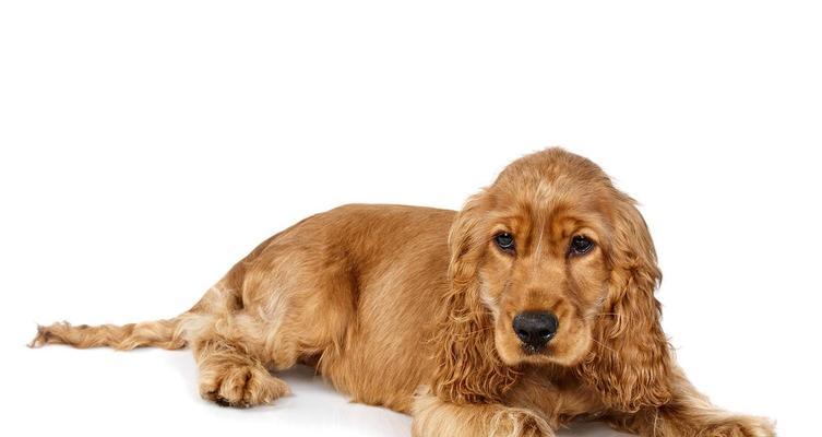 猎犬与剪耳朵的关系（剪耳朵的猎犬）