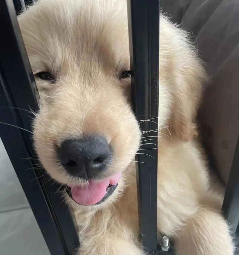 金毛为什么不吃东西？（探究金毛犬对食物的不感兴趣原因及解决方法）