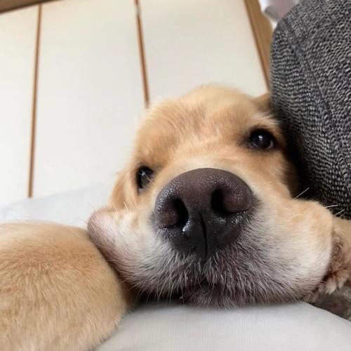 金毛白色狗——纯洁与忠诚的化身（雪白如玉的金毛犬，守护你的一生）
