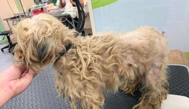 牧羊犬毛发干燥的原因及解决方法（了解为什么牧羊犬的毛发容易干燥，有效解决问题）