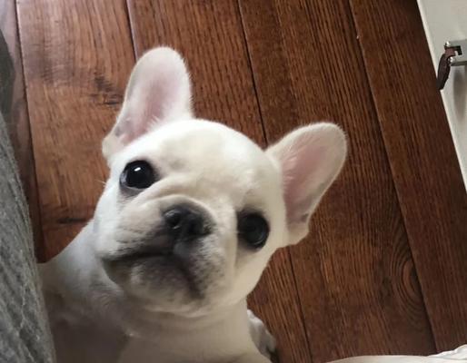 养法斗幼犬的注意事项（打造快乐健康的小法斗生活）
