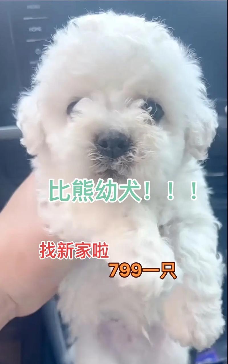 如何喂养两月大比熊幼犬（科学的饮食和营养摄入是幼犬健康成长的关键）