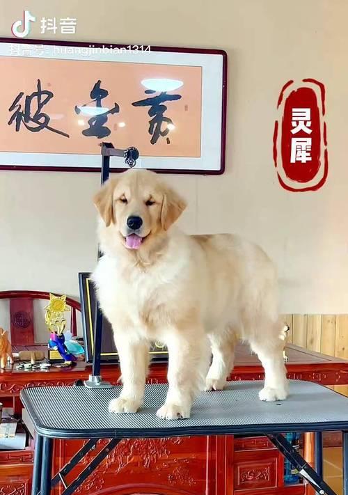 了解以赛级双血统金毛的意义与特点（探寻纯正遗传与优秀血统的结合，为金毛带来的独特品质）
