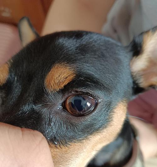 狗眼结膜发黄的原因及治疗方法（了解眼结膜发黄的病因，保护宠物眼睛健康）