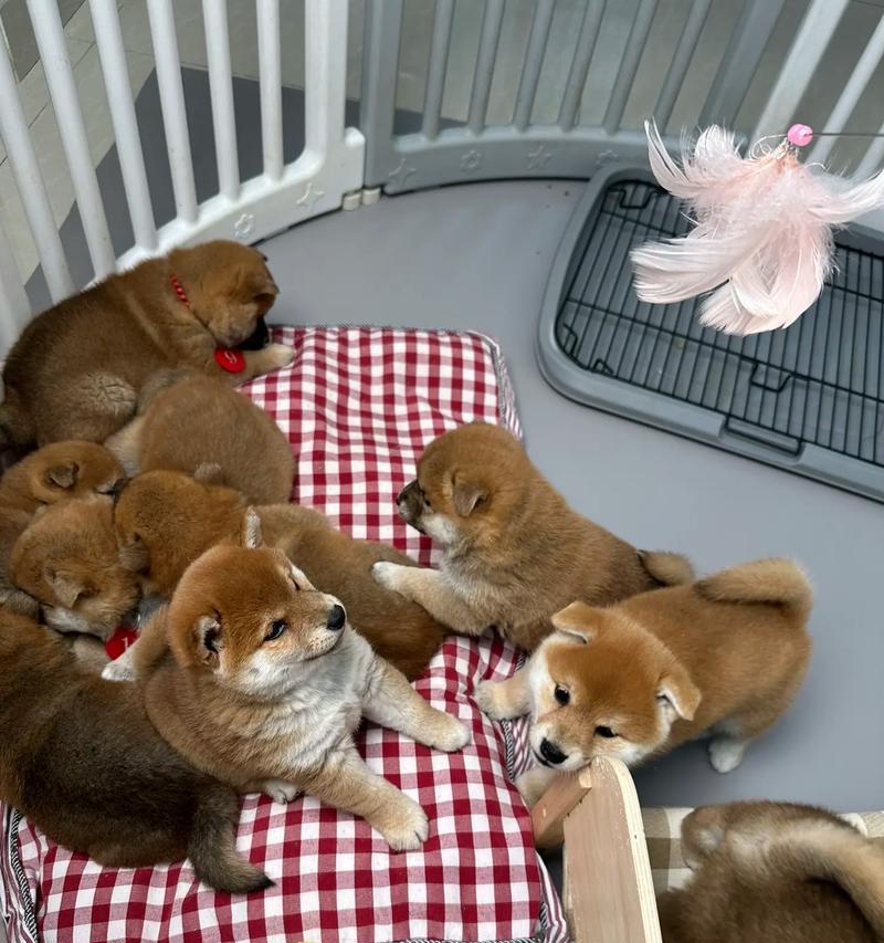 了解柴犬的外貌特点和价格（柴犬的长相和市场行情详解）