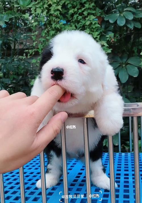 古牧犬的饮食指南（了解古牧犬的饮食需求，让它们健康成长）