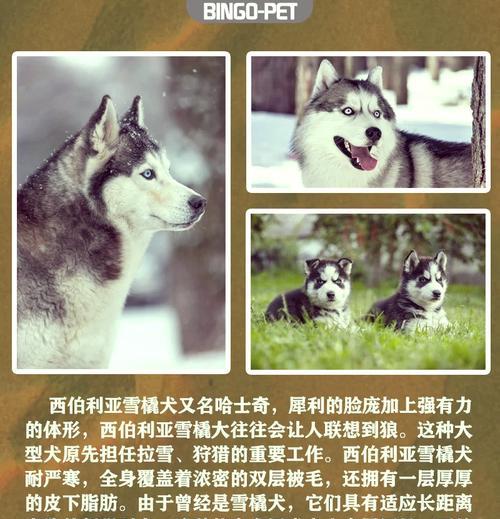 雪橇犬（探秘雪橇犬的外貌、特征与品种）