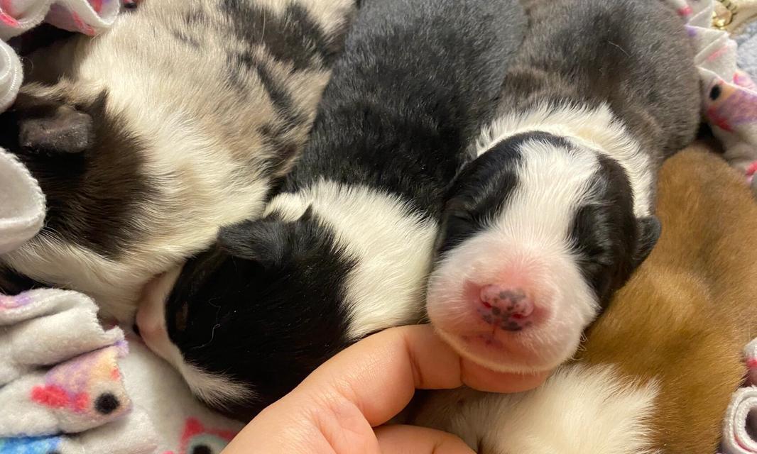边牧犬出生注意事项（边牧犬新生崽崽的照料和培养要点）