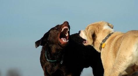 为什么我的犬不会打架？（探究犬不打架的原因及如何培养和平犬性格）