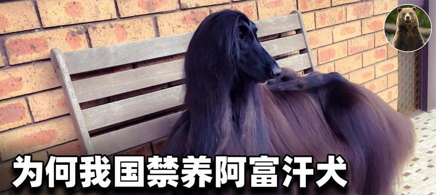 阿富汗犬为何喜欢把骨头埋起来？（揭开阿富汗犬埋骨的奥秘，为什么会形成这种行为？）