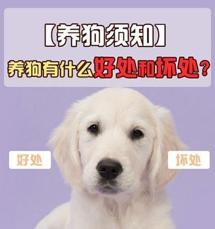 如何选择适合过敏者的狗狗？（了解过敏反应原因，找到合适的狗狗品种）